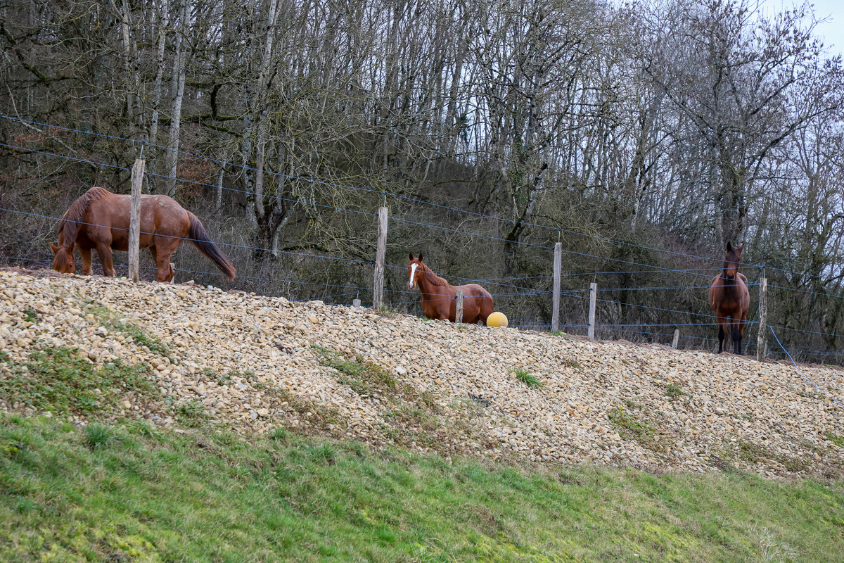 Les chevaux qui font l’objet de protocoles sont sortis chaque jour grâce à un vaste espace dédié - Photo Océane Lavoustet