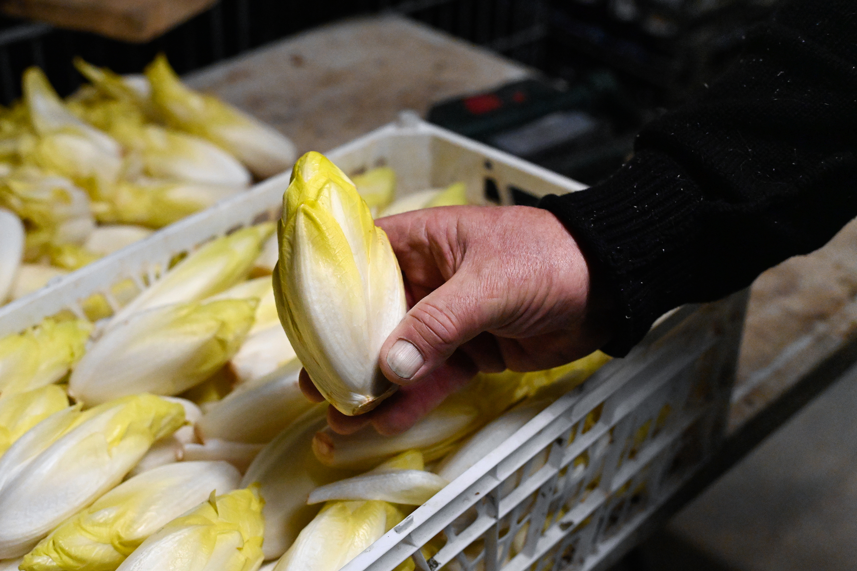 Endives produites par Pascal Faillenet à Charbonnières-les-Sapins (25) – Photo Guillaume Hutin Endives produites par Pascal Faillenet à Charbonnières-les-Sapins (25) – Photo Guillaume Hutin