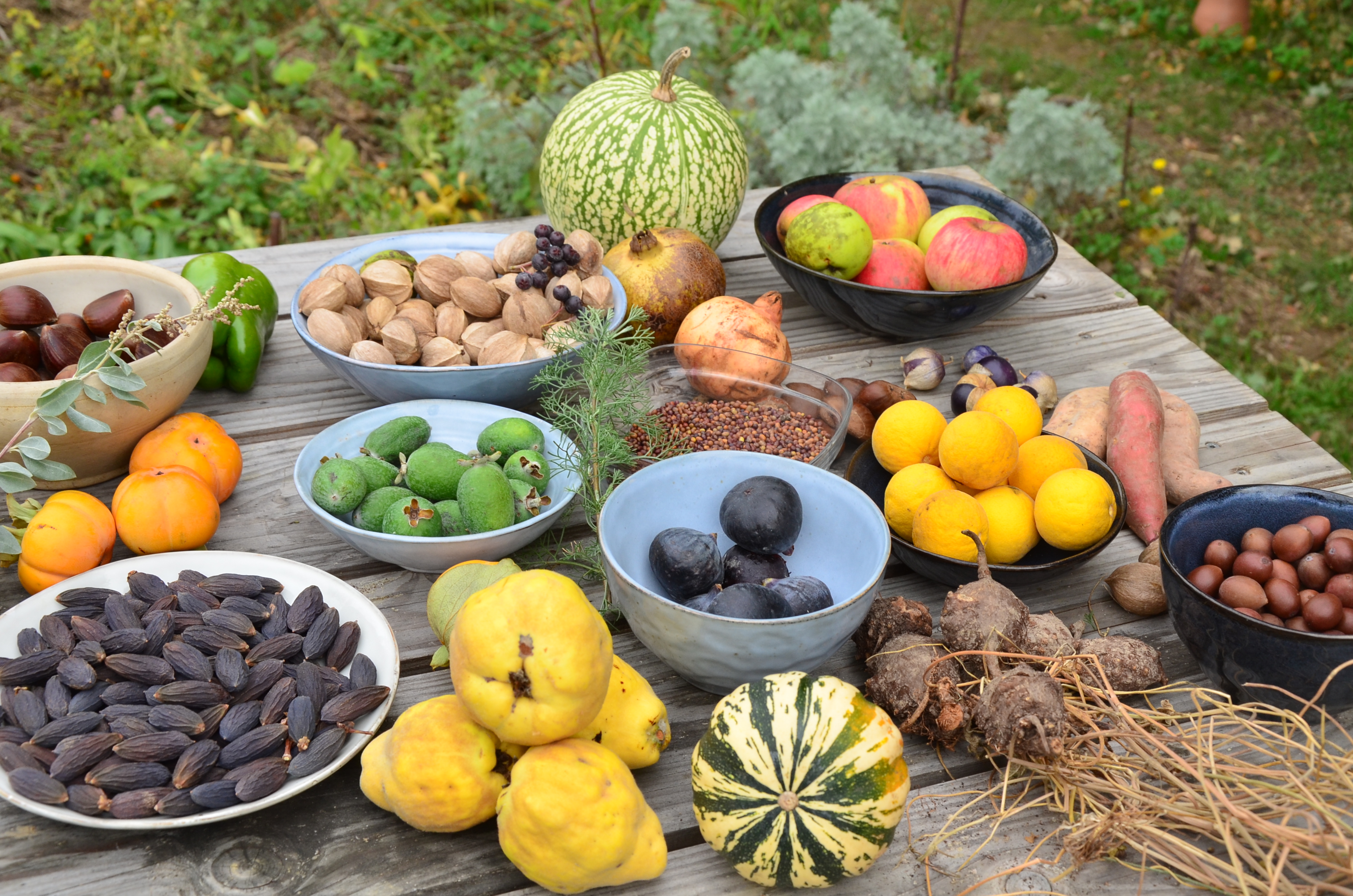 Quelques productions d’automne, certaines méconnues comme les tubercules de glycine tubéreuse, noix de torreya, noix de céphalotaxes, poncires, graines de pois de Sibérie, fruits de feijoas, noix de caryer ovale - Photo Xavier Ducordeaux Quelques productions d’automne, certaines méconnues comme les tubercules de glycine tubéreuse, noix de torreya, noix de céphalotaxes, poncires, graines de pois de Sibérie, fruits de feijoas, noix de caryer ovale - Photo Xavier Ducordeaux