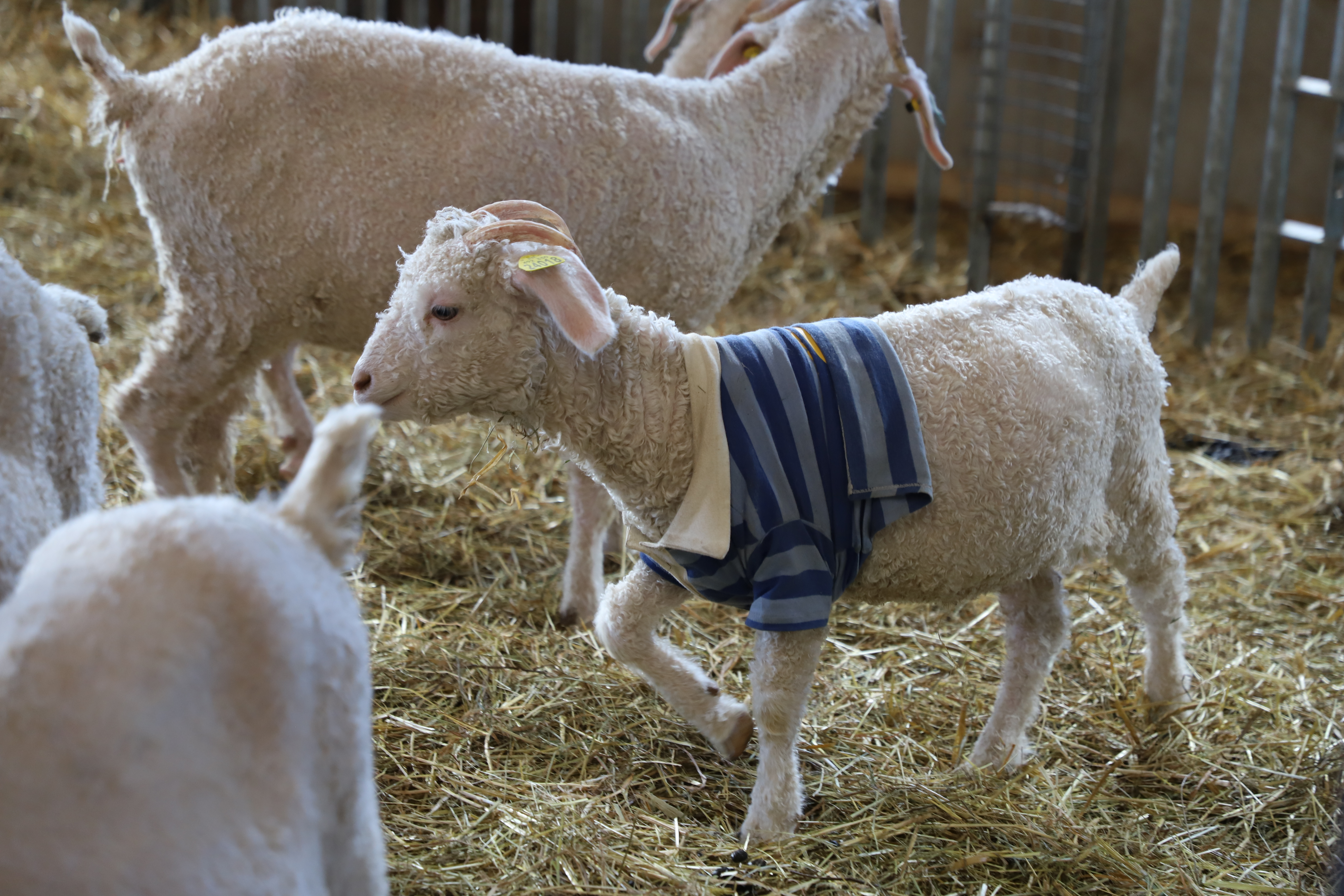 Les chèvres de "Les P’tits Sentiers Ân’imés" naissent et meurent à la ferme. Crédit Océane Lavoustet