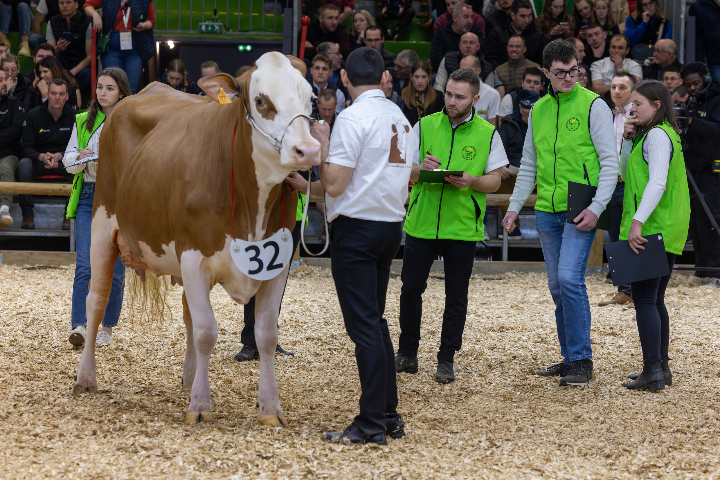 Nos candidats, en plein concours de jugement des Montbéliardes. Photo Xavier Ducordeaux