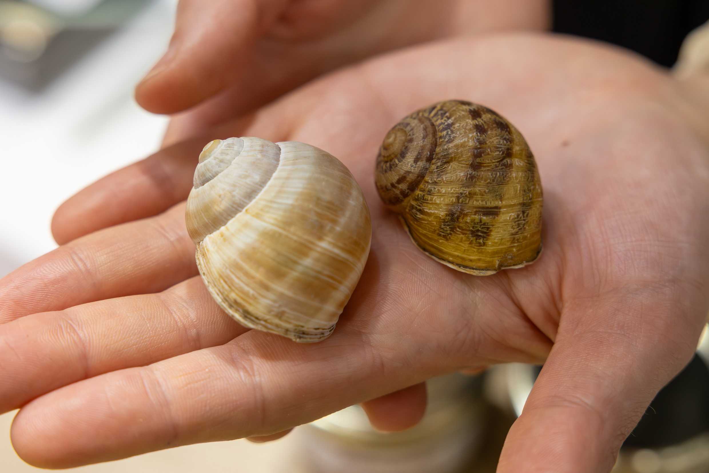 A gauche, l’escargot de Bourgogne ; à droite, le gros gris. Photo : Xavier Ducordeaux