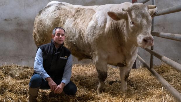 Guillaume Mateuil élève des vaches en AOP « Bœuf de Charolles » depuis 20 ans. 