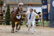 Concours général agricole des chevaux de trait 2026 - Photo Xavier DUCORDEAUX