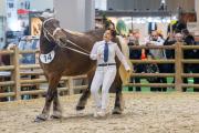 Concours général agricole des chevaux de trait 2026 - Photo Xavier DUCORDEAUX