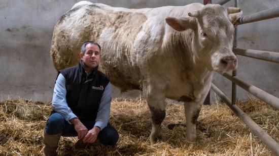 Guillaume Mateuil élève des vaches en AOP « Bœuf de Charolles » depuis 20 ans. 