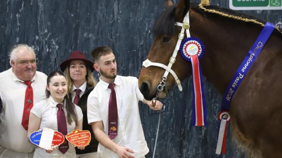 Korida d’Huily, lauréate du Concours général agricole 2026 des chevaux de trait - Photo Océane LAVOUSTET