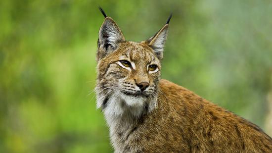 Lynx - Photo Région Bourgogne-Franche-Comté