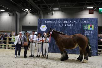 Concours de chevaux de trait auxois, mardi 25 février 2025 au Salon de l’Agriculture - Photo Océane Lavoustet