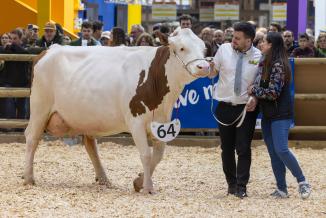 Concours des Montbéliardes au SIA 2025 - Photo Wavier Ducordeaux