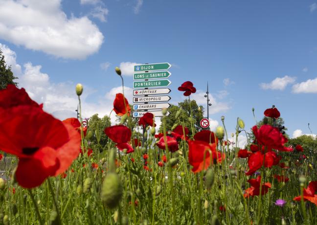 Coquelicot Place du Maréchal Leclerc à Besançon (25) - Photo David_Cesbron