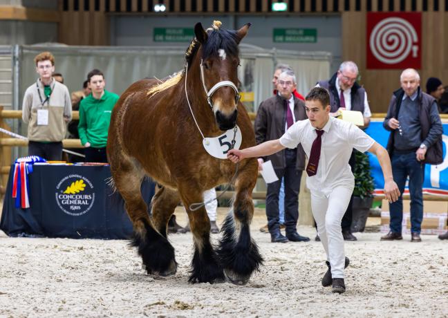 Kiffa de la Fontaine est la grande championne de l’édition 2024 du concours de Traits d’Auxois. Photo : Xavier Ducordeaux.