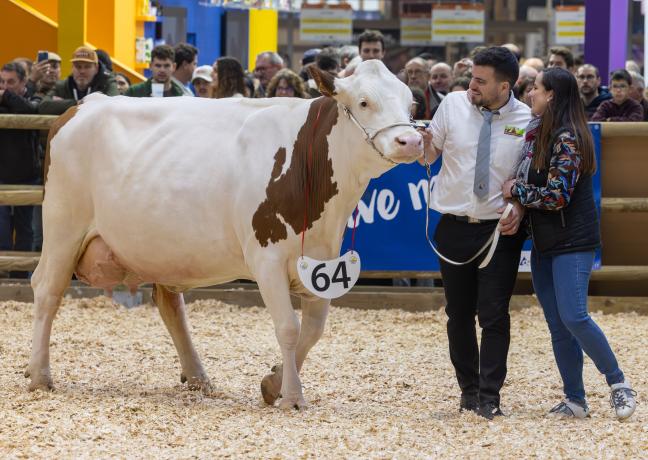 Concours des Montbéliardes au SIA 2025 - Photo Wavier Ducordeaux Concours des Montbéliardes au SIA 2025 - Photo Wavier Ducordeaux