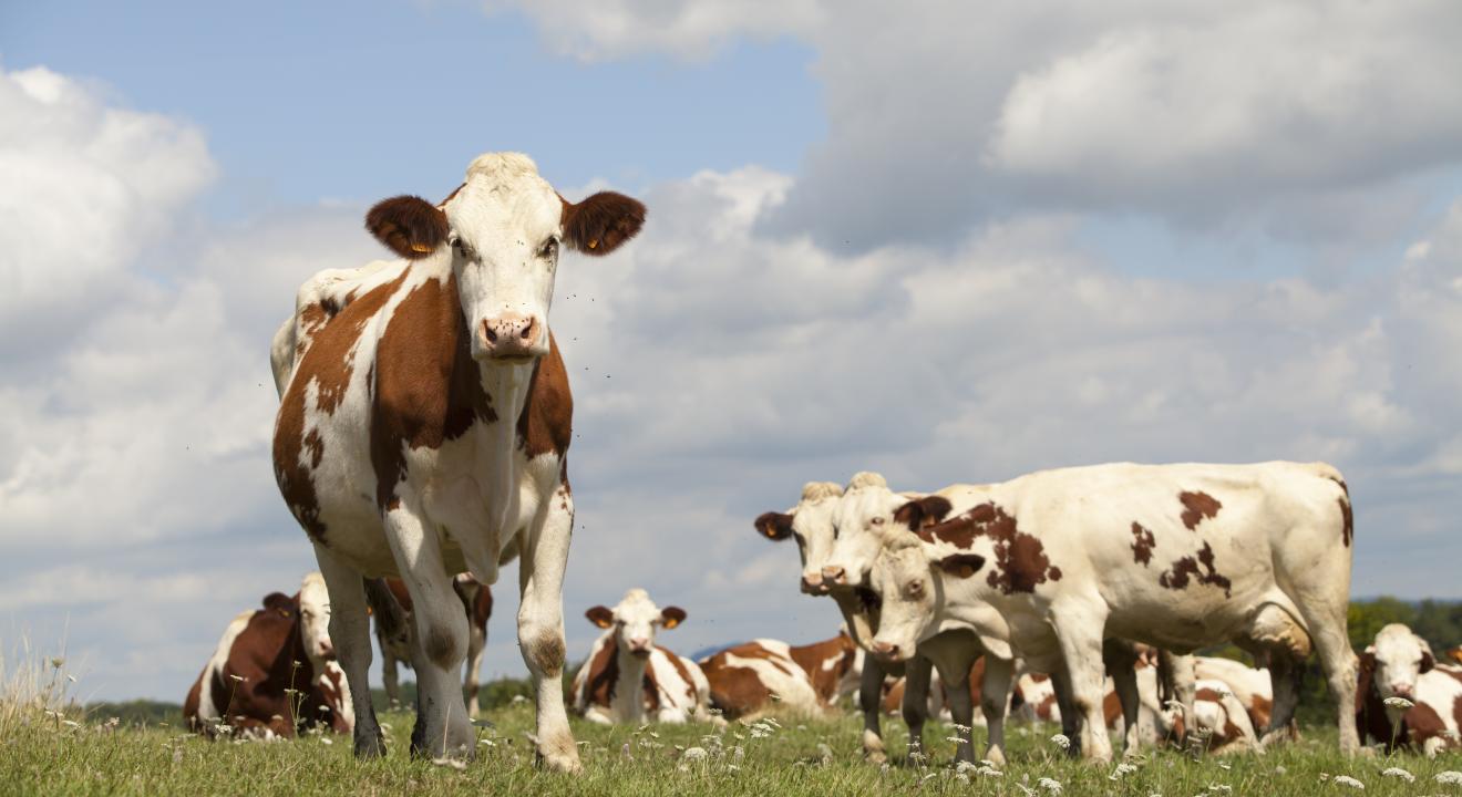 Agriculture : Vaches