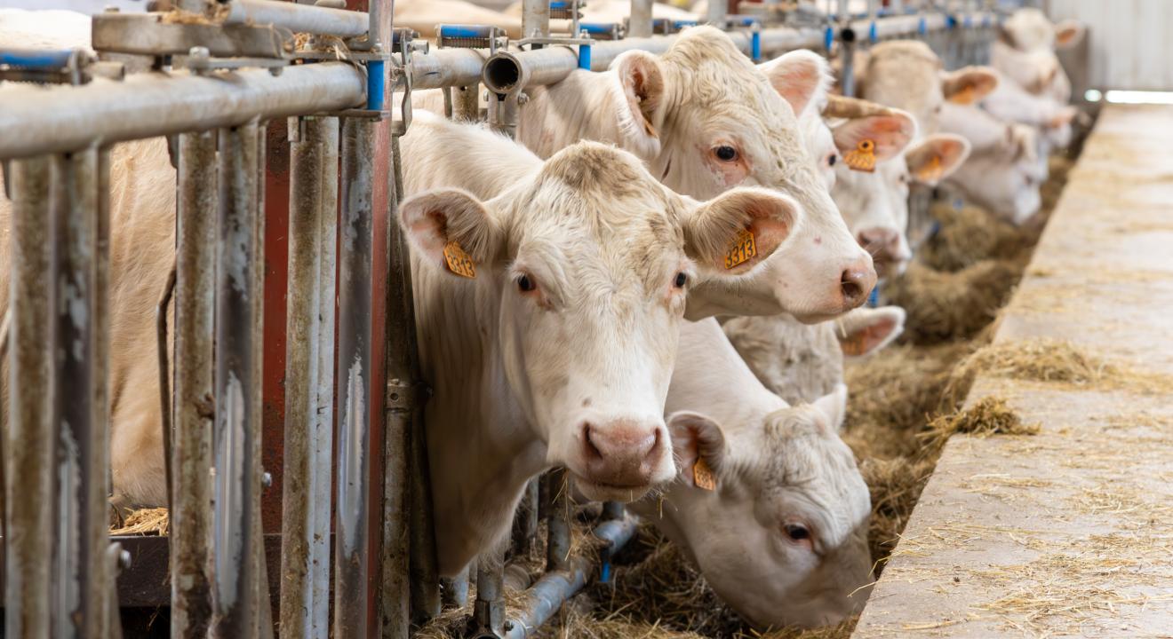Engraisser ses animaux à la ferme : une nouvelle tendance que la Région veut promouvoir. Photo : Xavier Ducordeaux