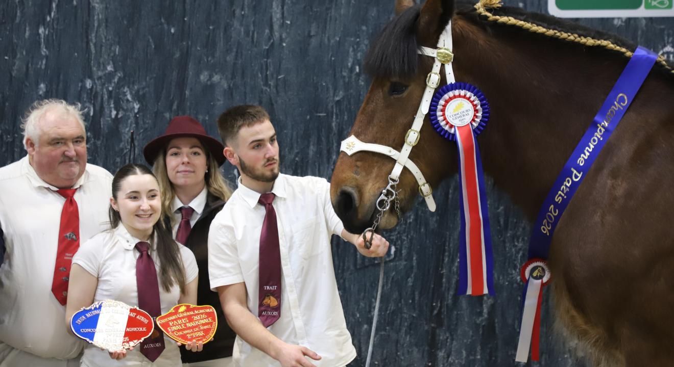 Korida d’Huily, lauréate du Concours général agricole 2026 des chevaux de trait - Photo Océane LAVOUSTET
